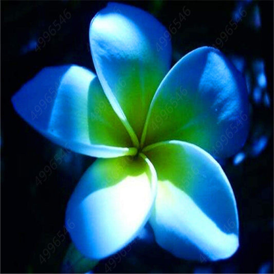 50 Plumeria Rubra Frangipani Seeds