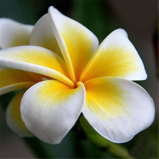 50 Plumeria Rubra Frangipani Seeds