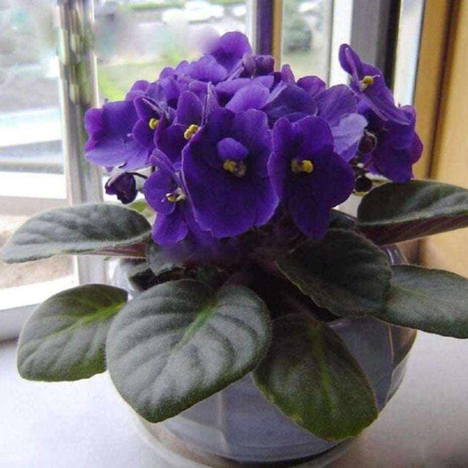 30Pcs Mix African Violet Seeds