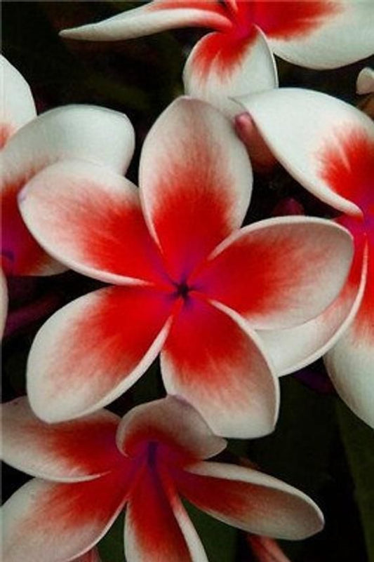 50 Plumeria Rubra Frangipani Seeds