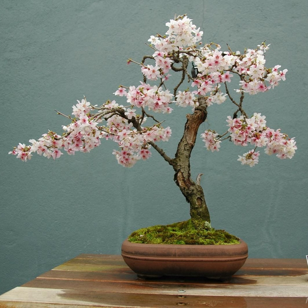 10 Seeds Japanese Sakura Plantas Oriental Cherry Blossom Bonsai Plant