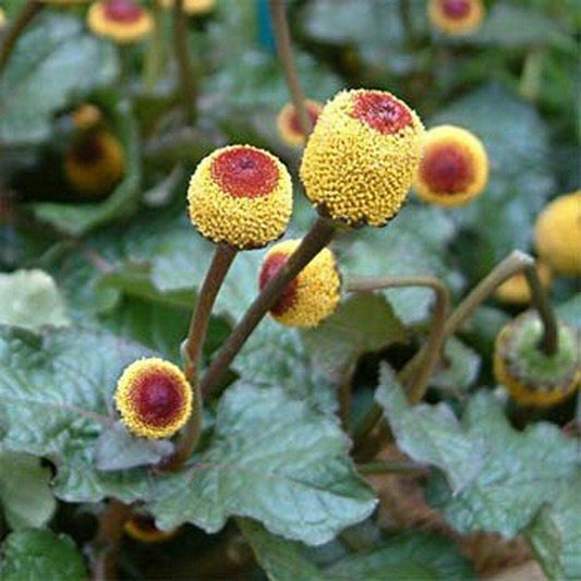Toothache Plant (Spilanthes Oleracea) Flower Seeds