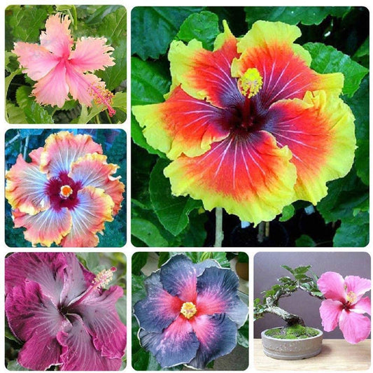 200Pcs Multi Colored Hibiscus Seeds (Rosa Sinensis)