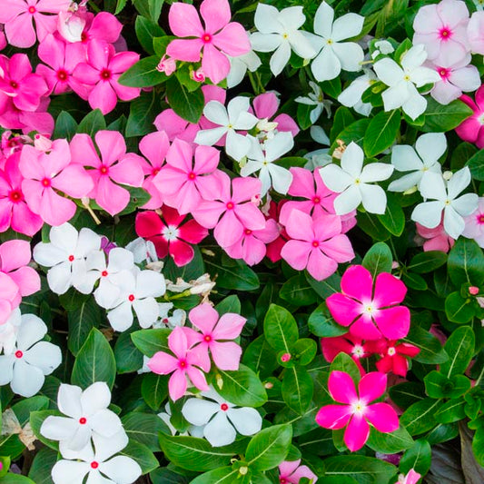 10Pcs Vinca Flower Seeds