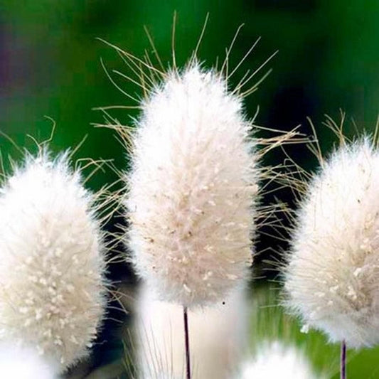 Bunny Tails Ornamental Grass Seeds (Lagurus ovatus)