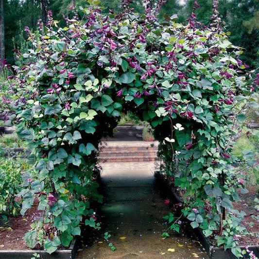 100Pcs Hyacinth Bean Red Vine Seeds