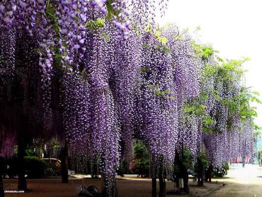 Chinese Wisteria Vine, 10 Seeds