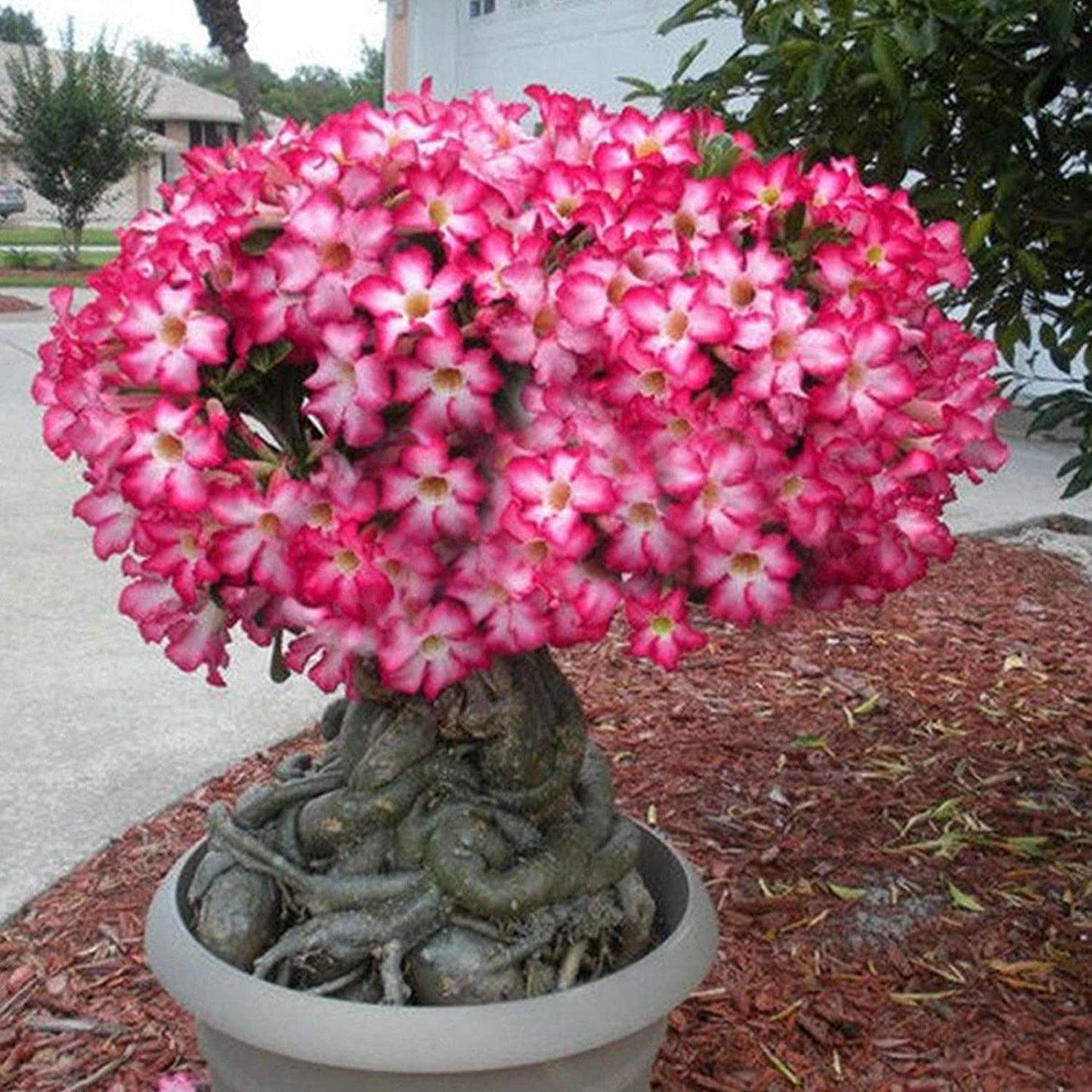 5Pc Desert Rose Plant Seed