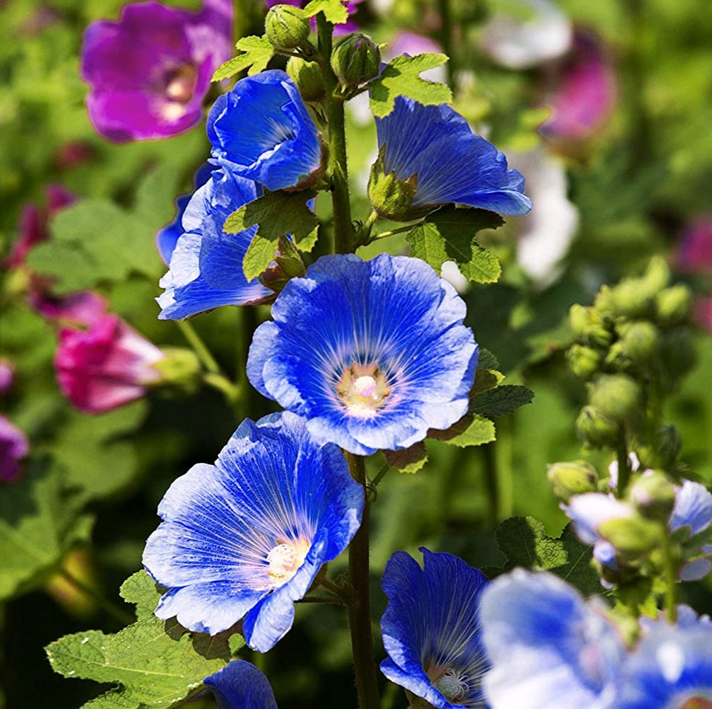 Blue Colored Hollyhock Seeds