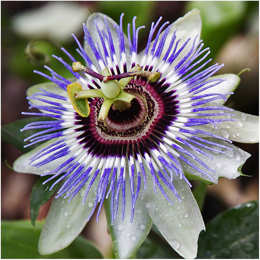 Blue Crown Passion Flower (Passiflora caerulea), 100 Seeds