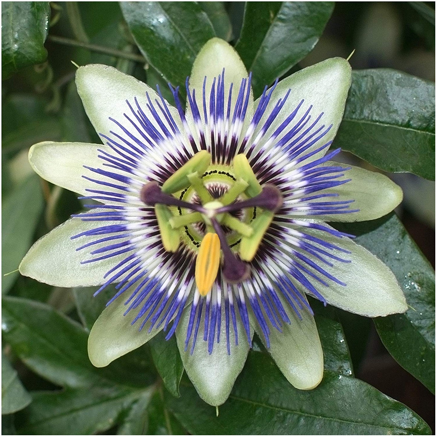 Blue Crown Passion Flower (Passiflora caerulea), 100 Seeds