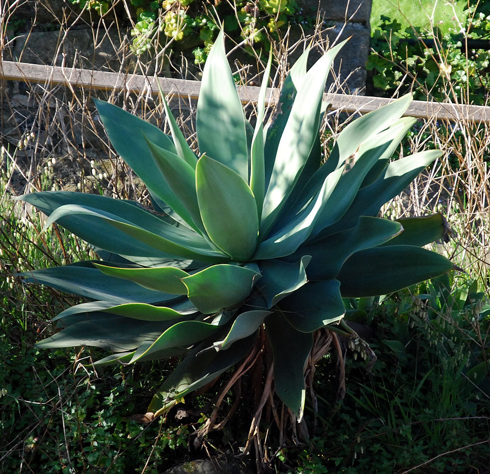Agave Mix Succulent Seeds (Agave Species Mix) Zones 7-10
