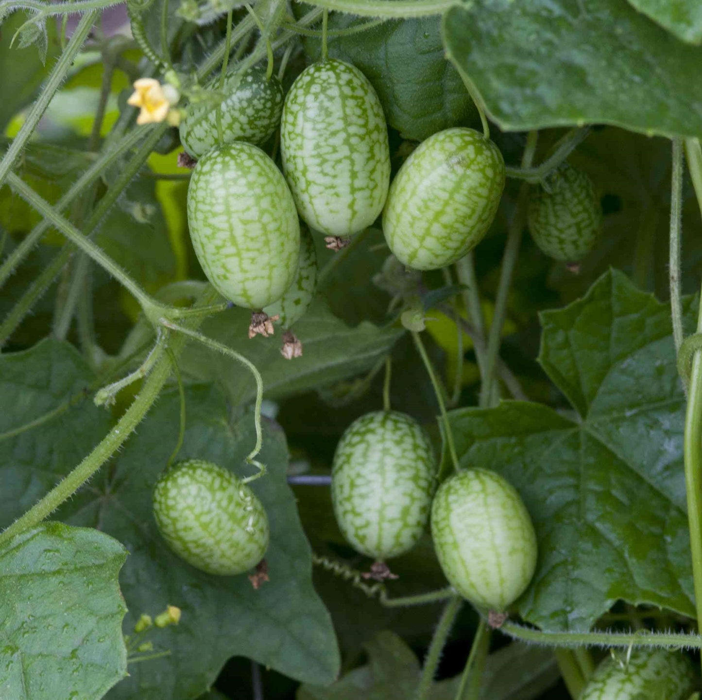 100pcs Mexican Sour Gherkin Mini Cucumber Seeds
