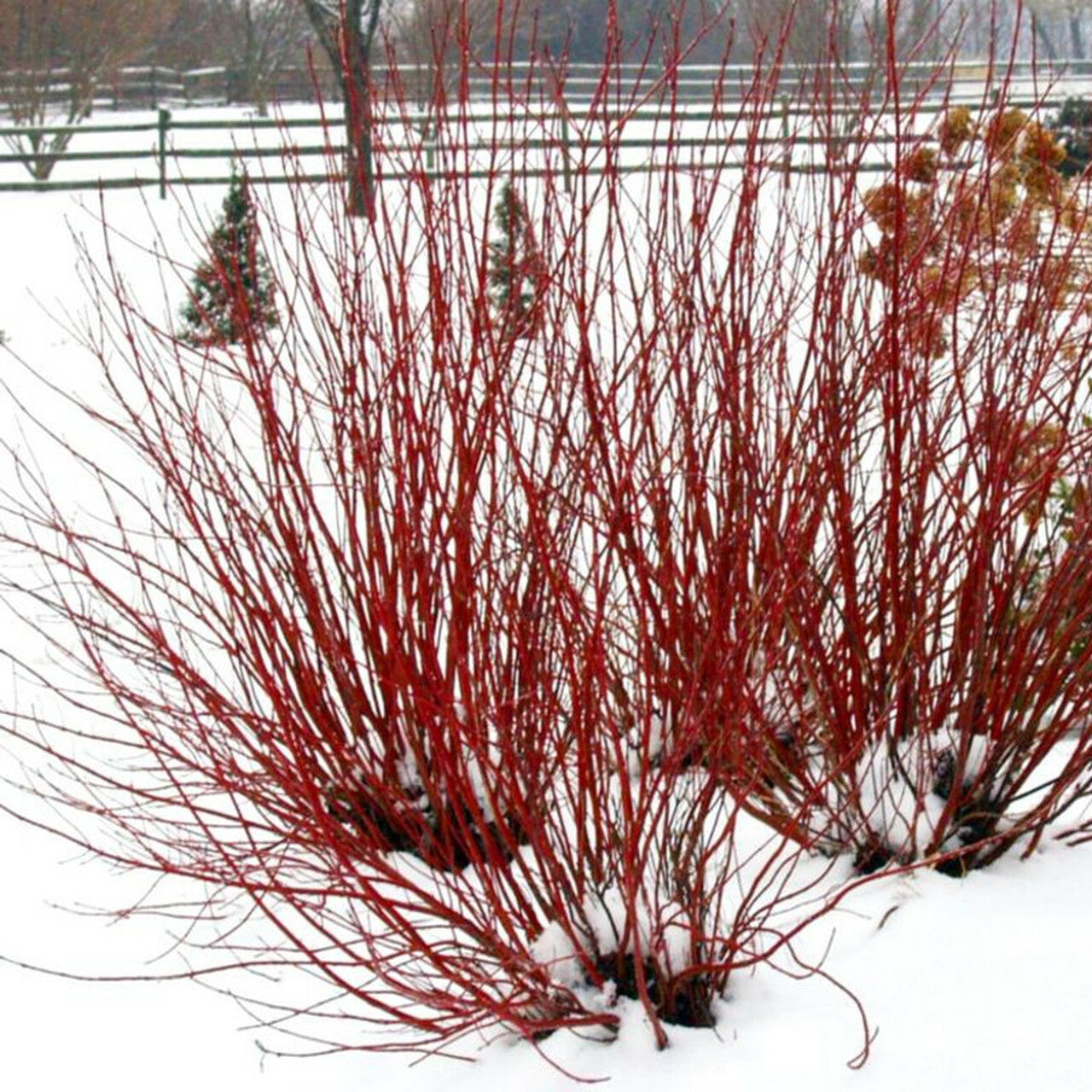 20Pcs Red Twig Dogwood: Fall Feeding Flower Seeds