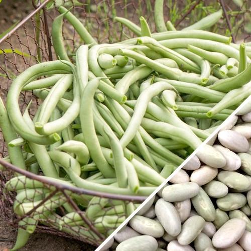 50 Bush Beans Seeds