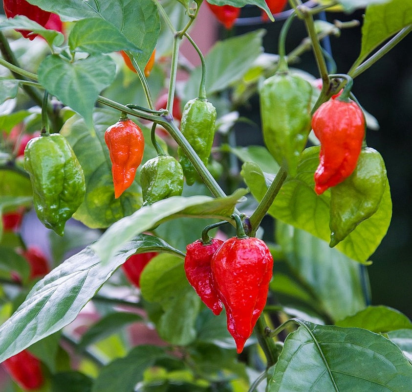 100Pcs Ghost Chili Pepper Plant Seeds