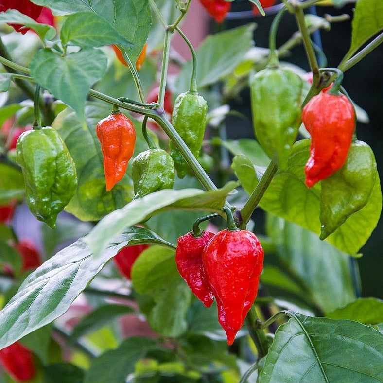 100Pcs Ghost Chili Pepper Plant Seeds