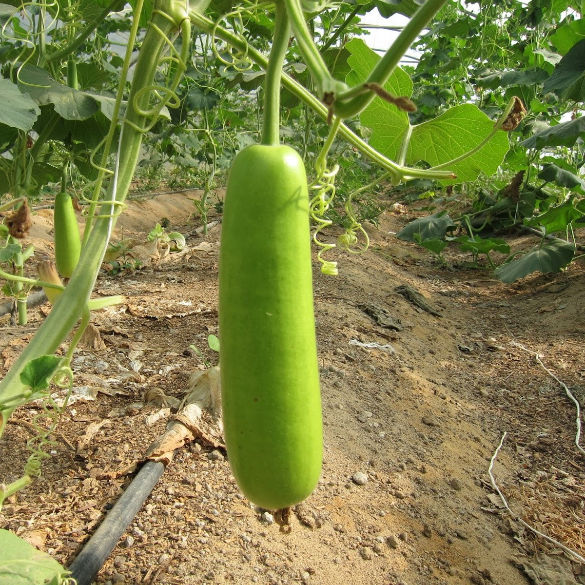 Long Gourd Seeds