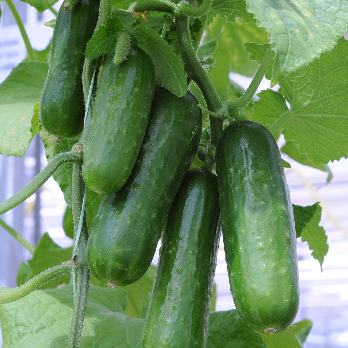 20Pcs Cucumber Seeds