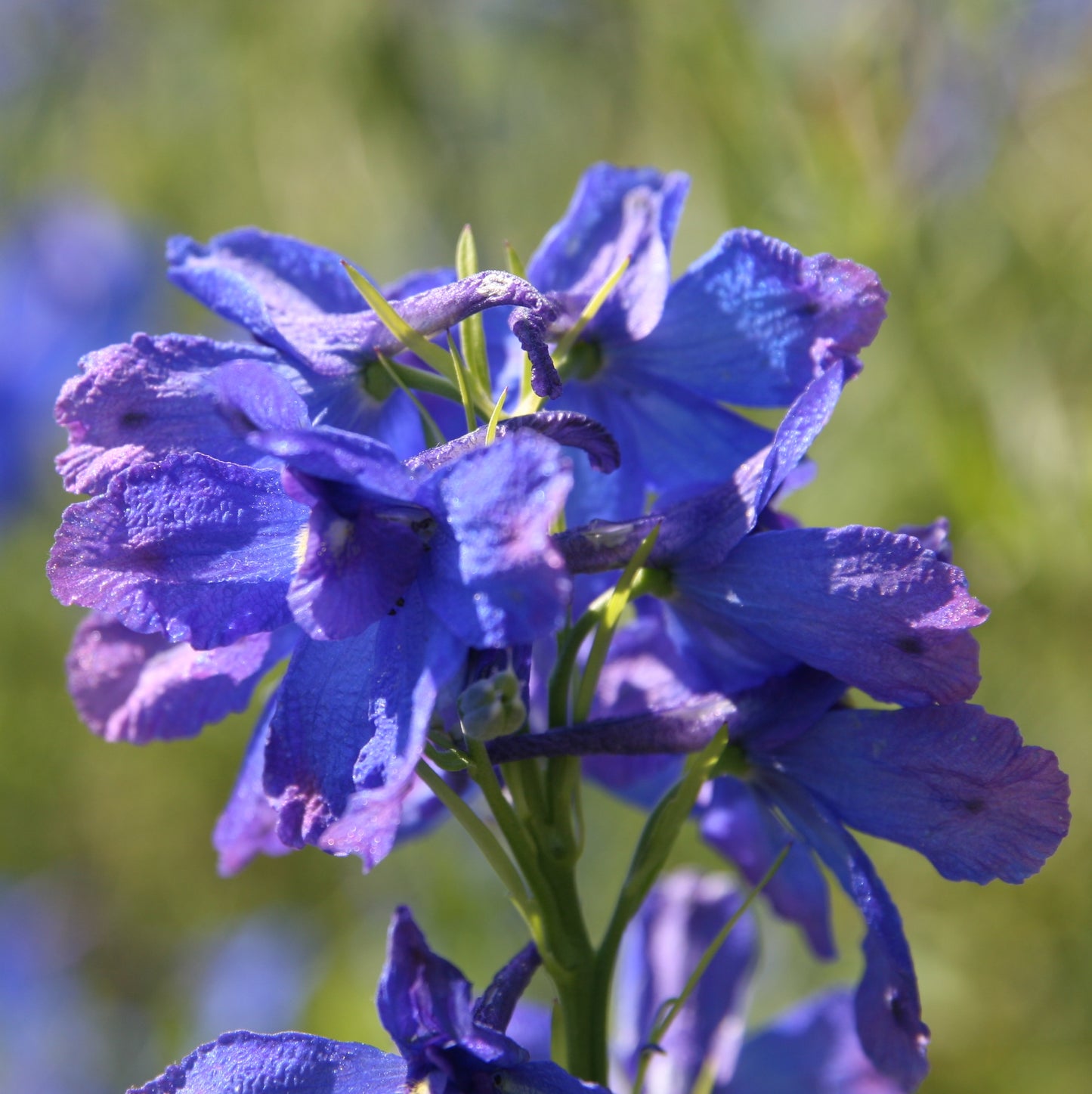 200Pcs Butterfly Delphinium, Attracts Butterflies