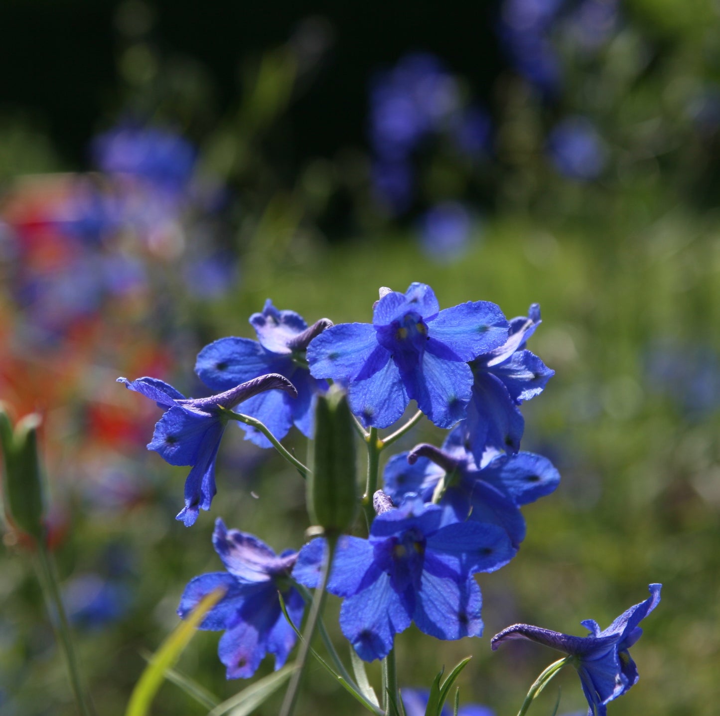 200Pcs Butterfly Delphinium, Attracts Butterflies