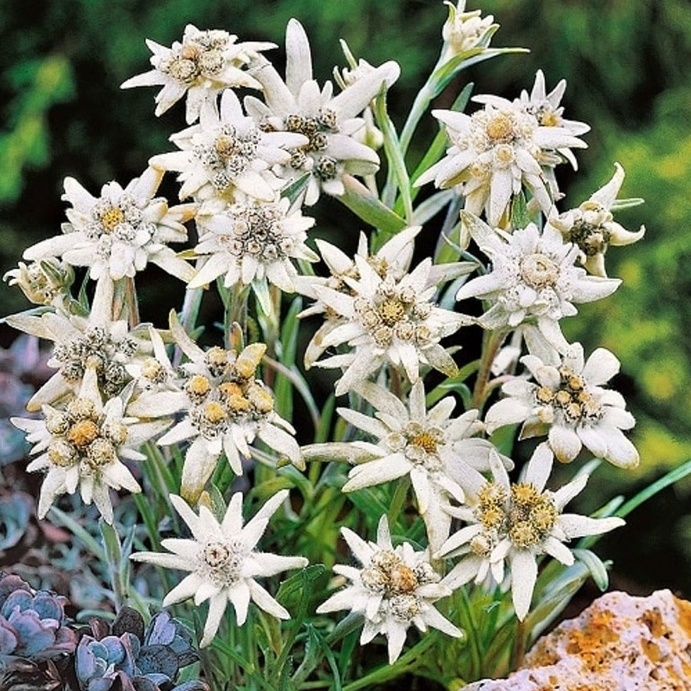 Edelweiss Flower Seeds (Leontopodium Alpinum)
