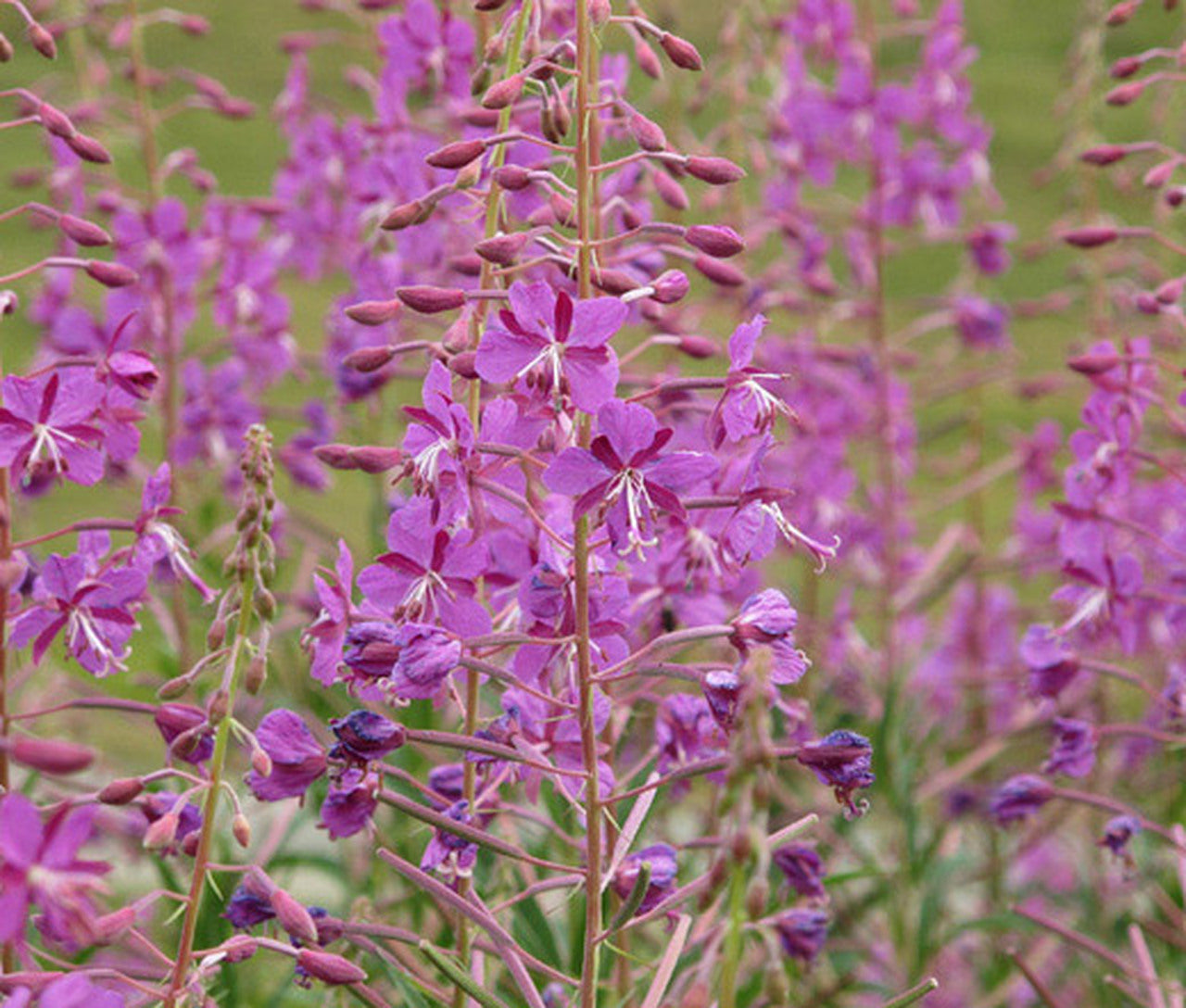 Fireweed Flower (Epilobium Angustifolium) Seeds