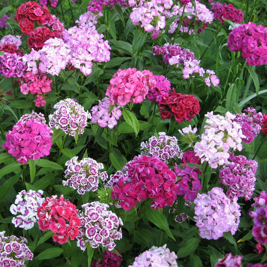 100Pcs Mixed Multicolor Sweet William Flower Seeds