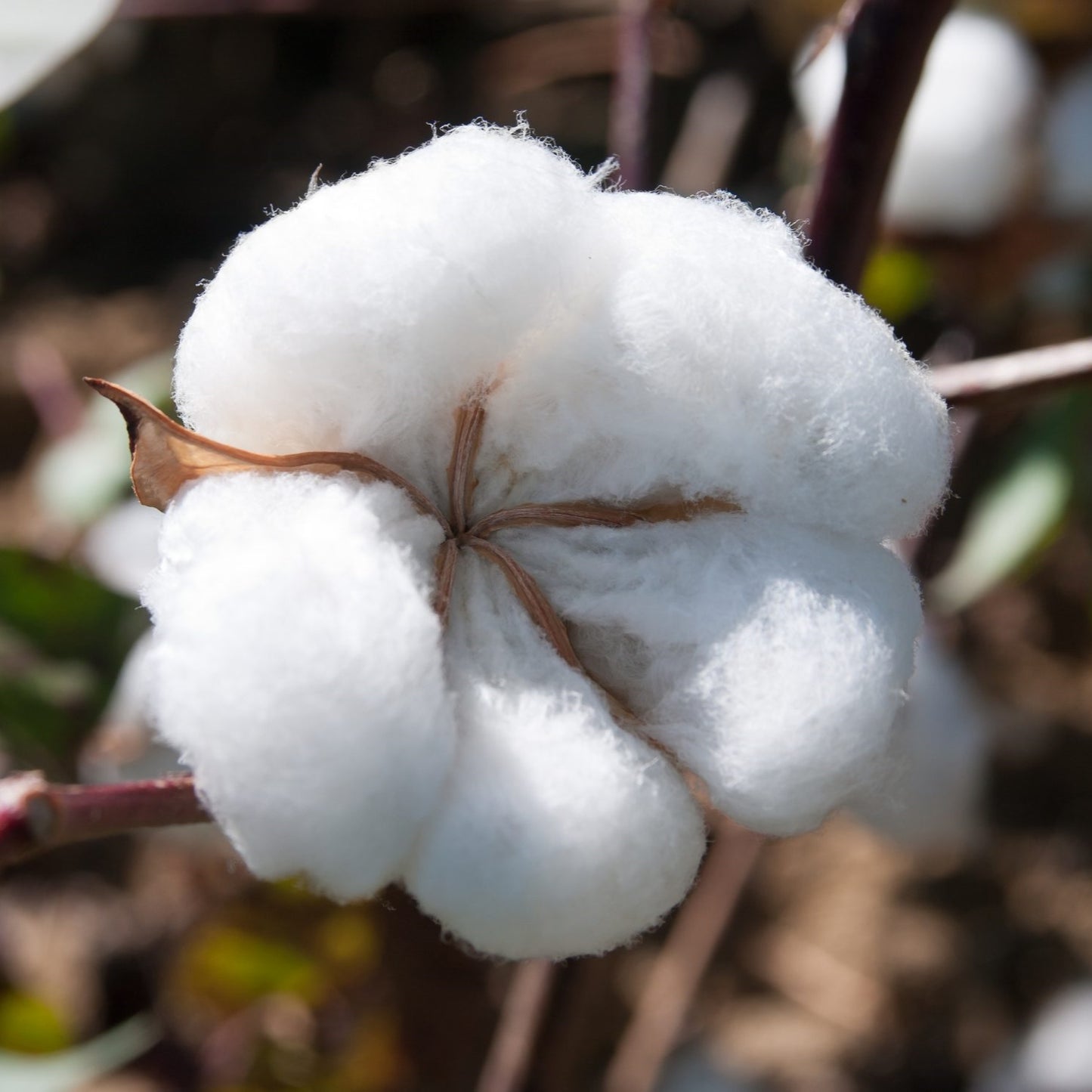 30Pcs Egyptian Cotton Plant Seeds (Gossypium barbadense)