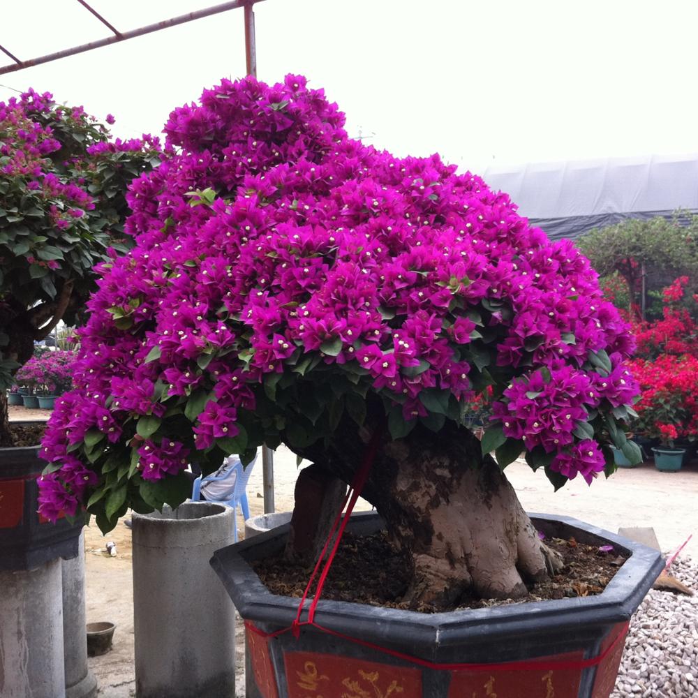 20Pcs Multi Color Bougainvillea Flower Seeds