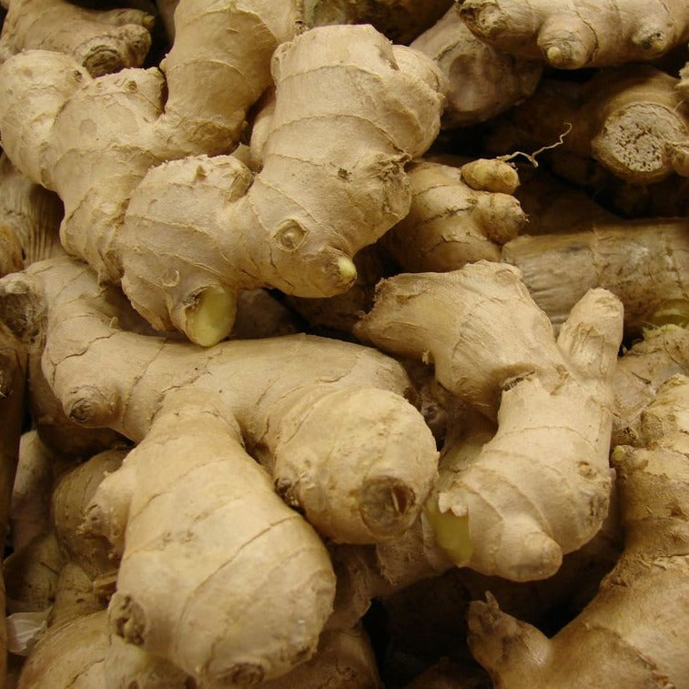 Zingiber Ginger Plant Seeds