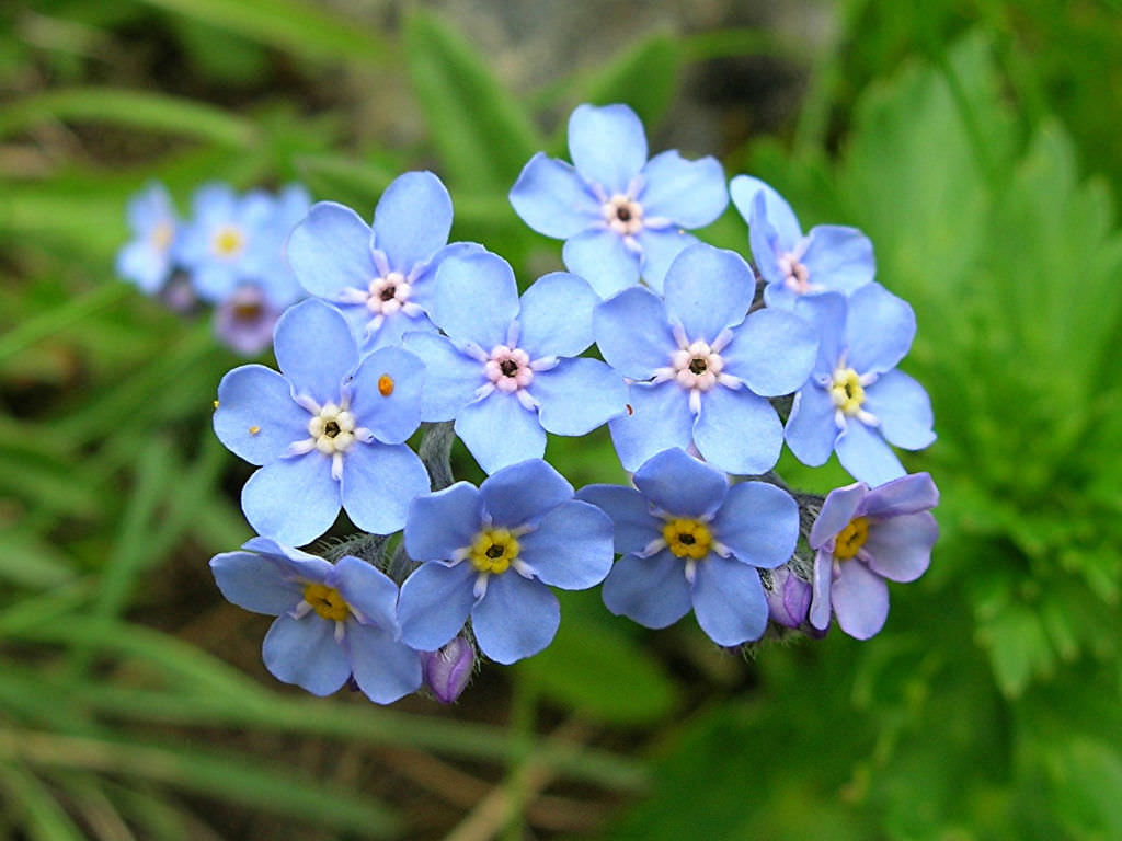 Forget Me Not (Myosotis Alpestris Blue) Blue Flower Seeds