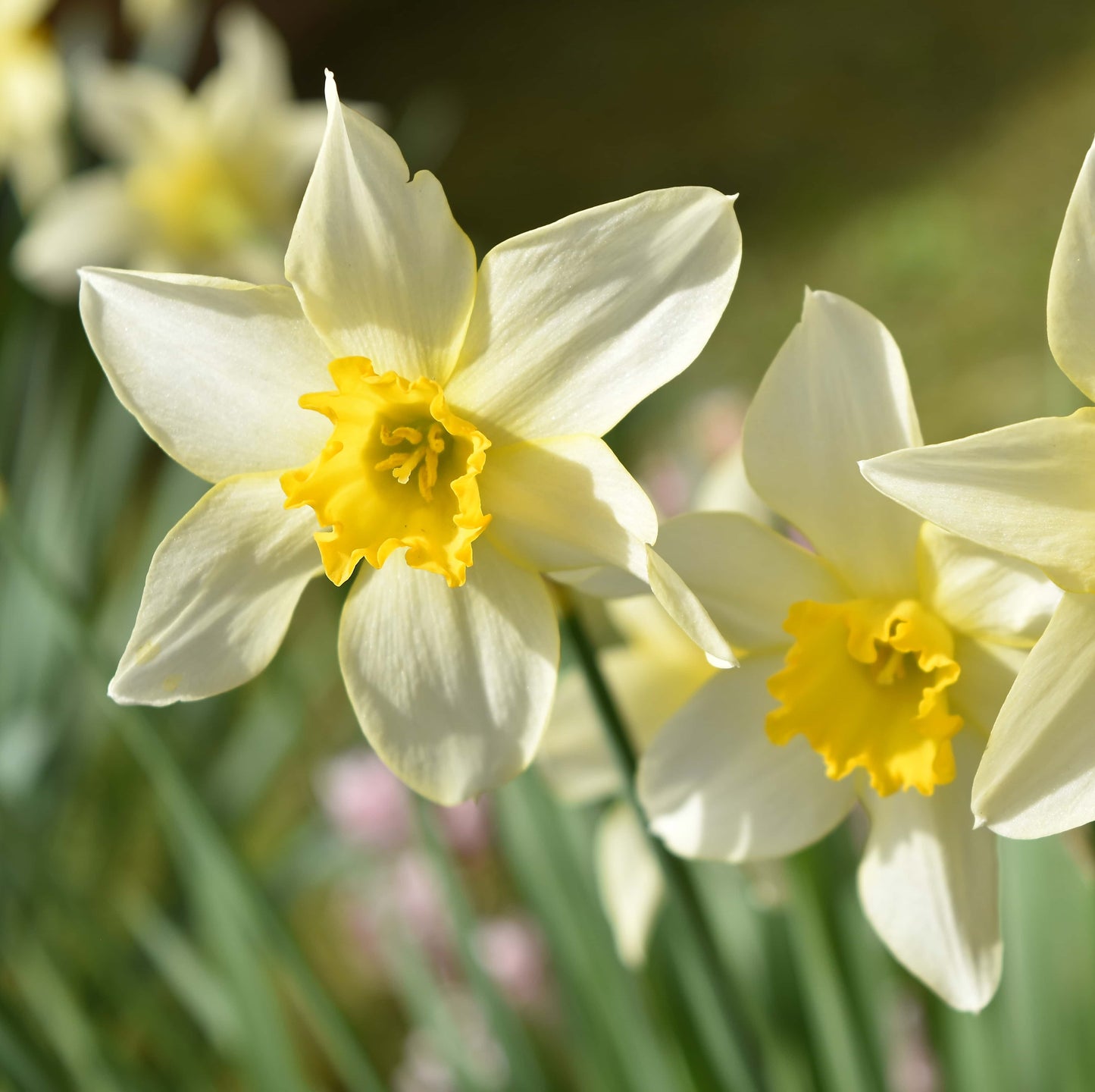 10Pcs Narcissus Flower Seeds