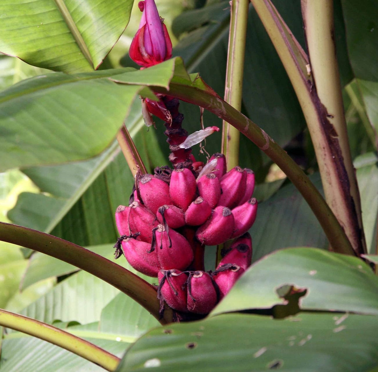 30Pcs Big Hainan Pink Banana Plant Seeds