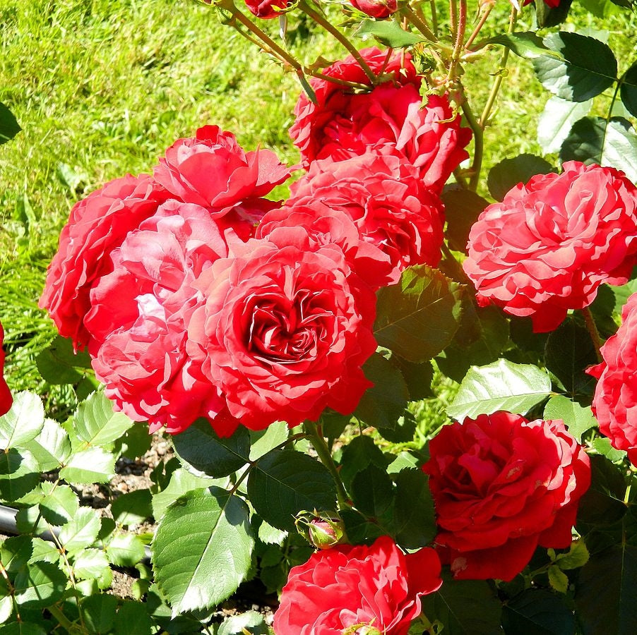 300Pcs Rose Flower Plant Seeds, Rose Bushes Seeds