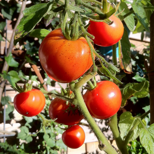 100pcs Greek Giant Tomato Seeds