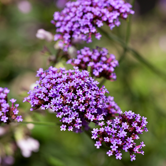 100Pcs Purpletop Vervain Flower Seeds
