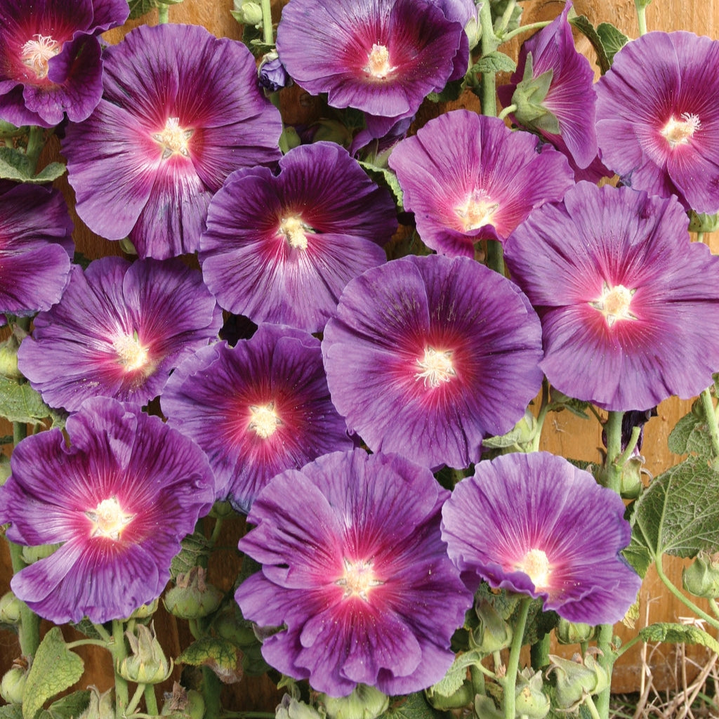 50Pcs Purple Colored Hollyhock Seeds