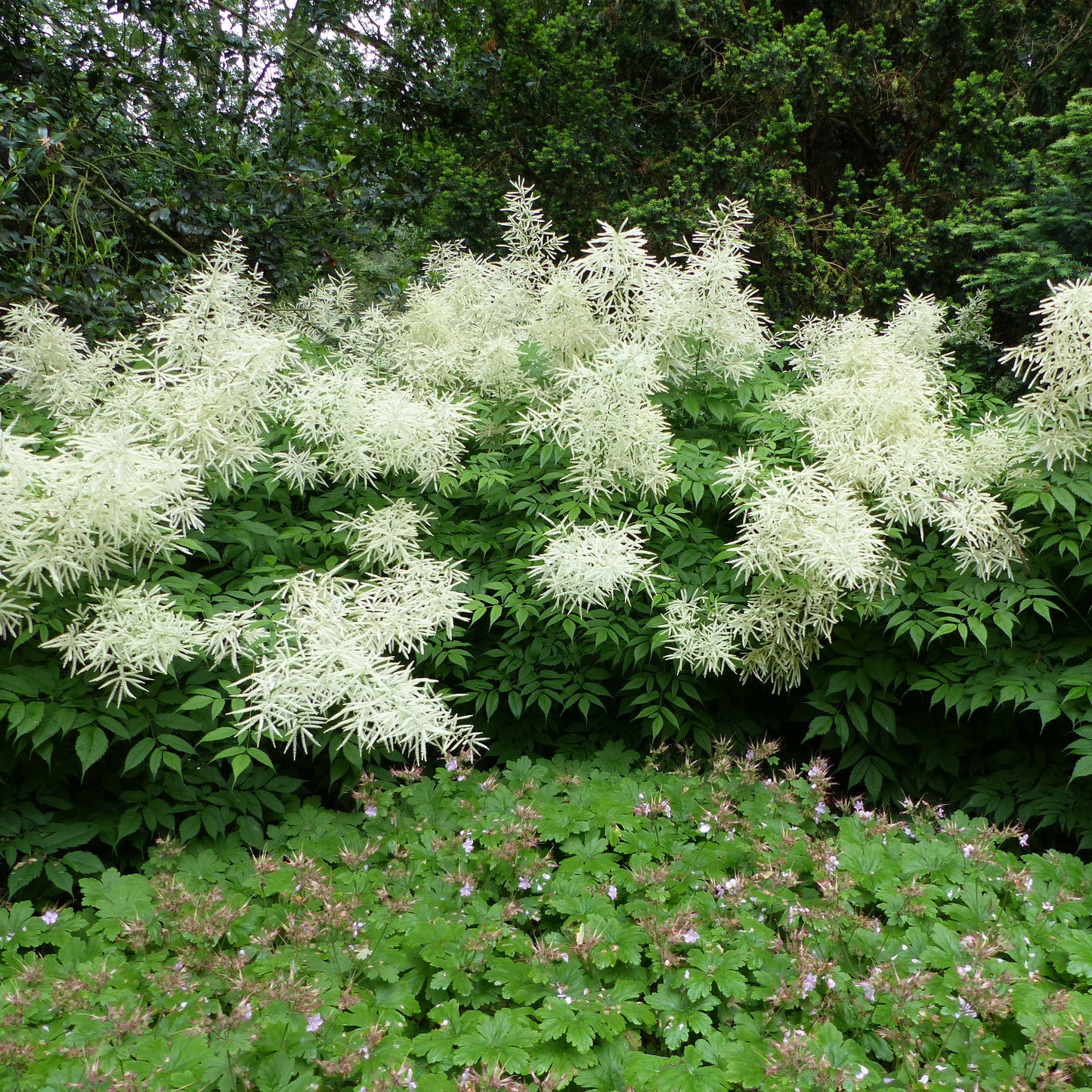 Aruncus Noble Spirits Seeds (Aethusifolius Noble Spirits)