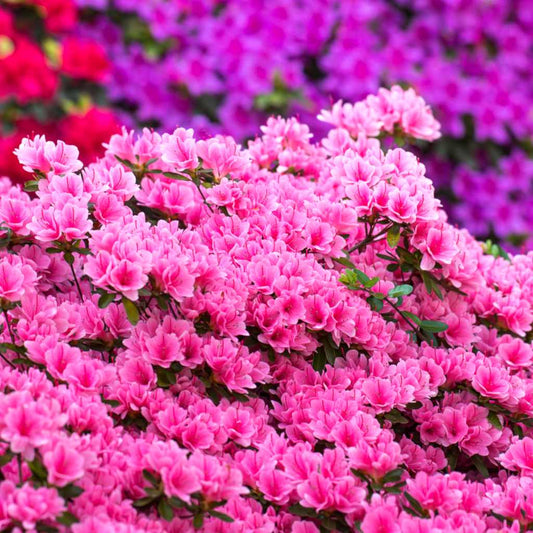 50Pcs Azalea (Rhododendron) Seeds