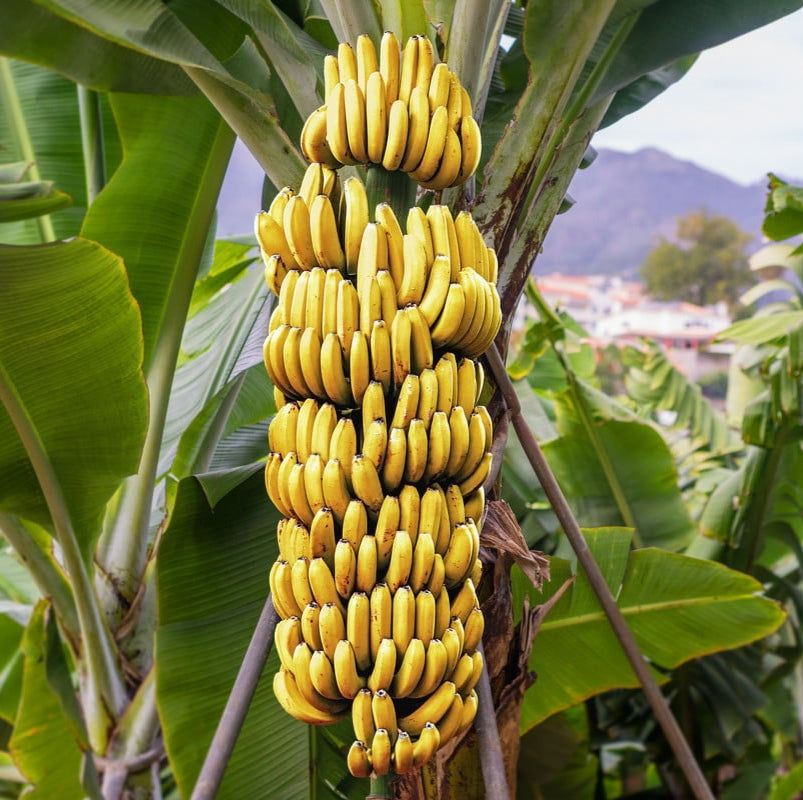 30Pcs Banana Plant Seeds