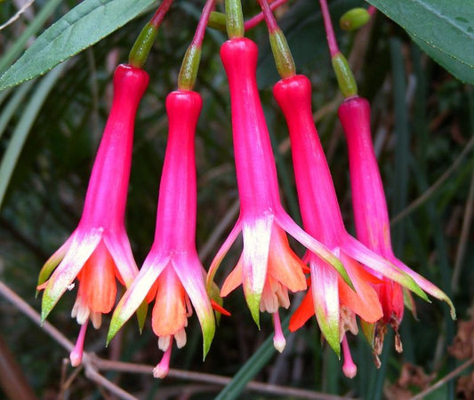 Sacred Flower of The Incas (Cantua buxifolia) 10 Seeds