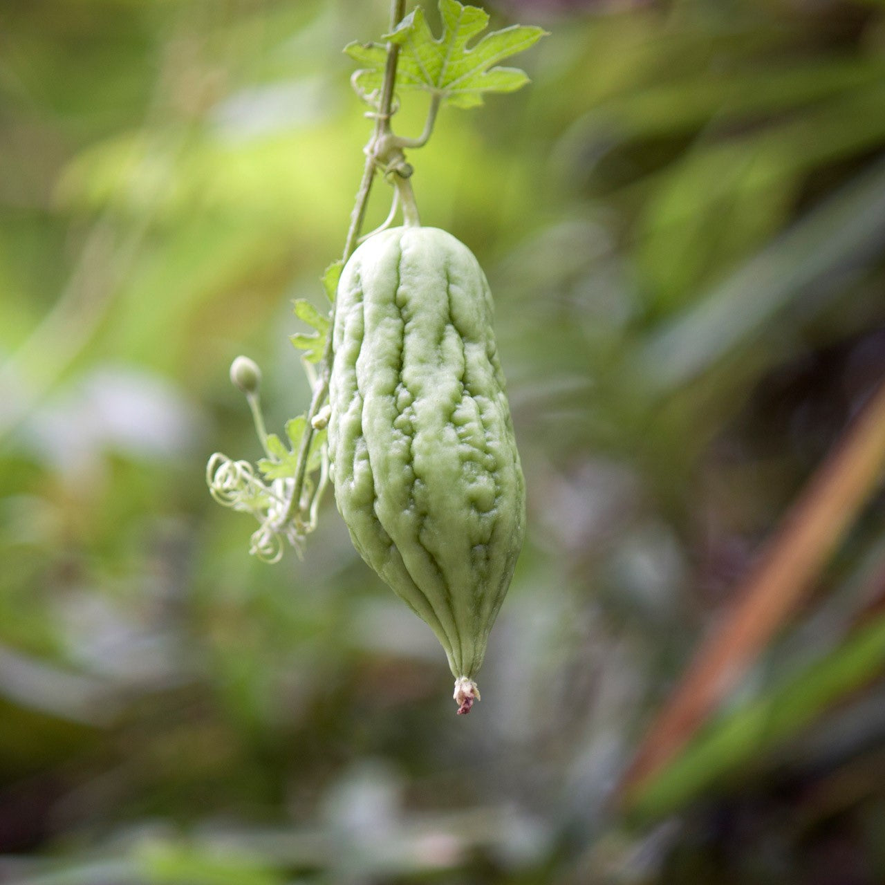 20Pcs Organic Bitter Gourd Seeds