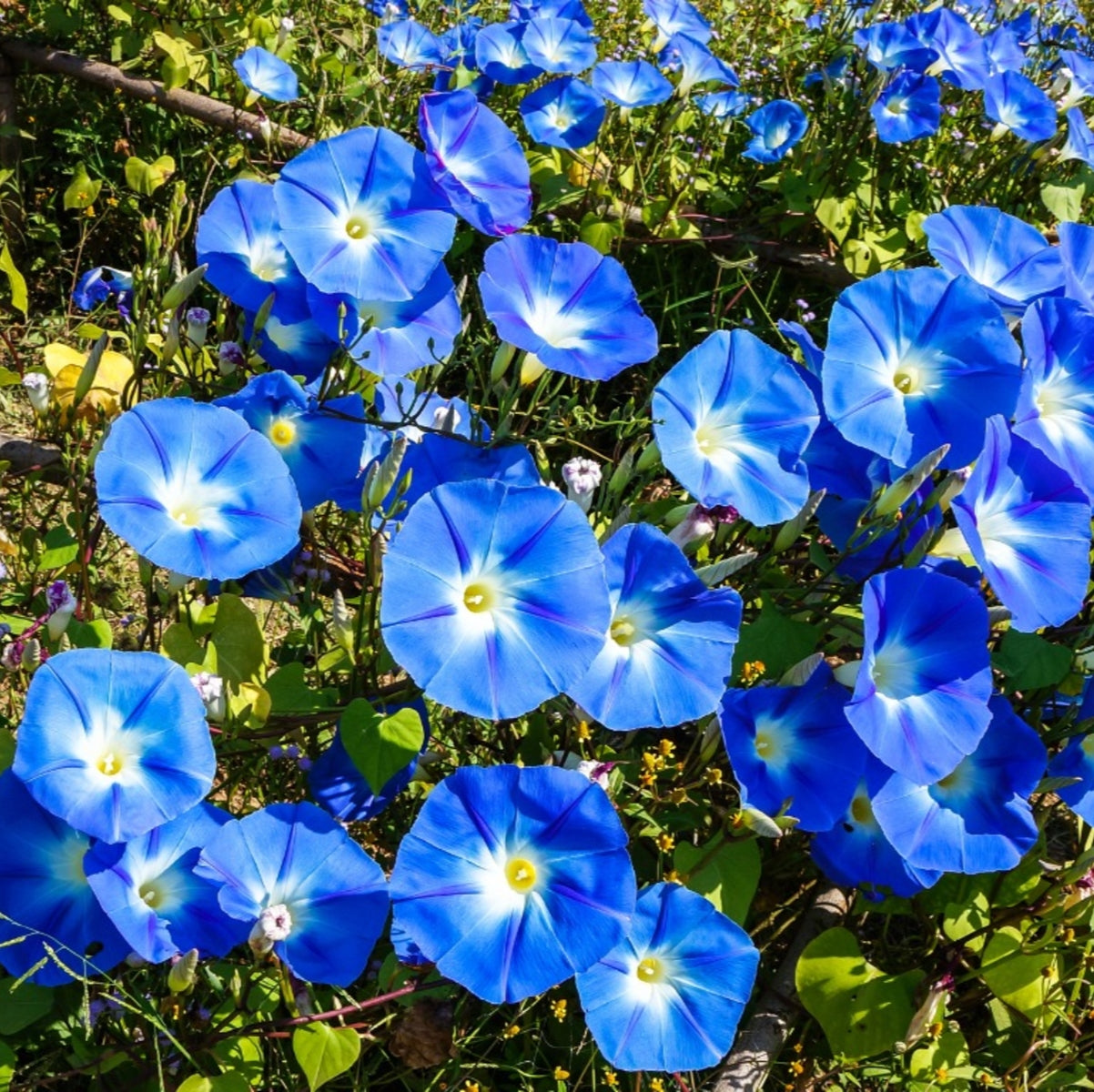 30Pcs Mix Color Morning Glory Flower Seeds