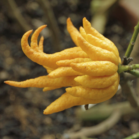 50Pcs Buddha's Hand (Citrus medica var. sarcodactylis) Plant Seeds