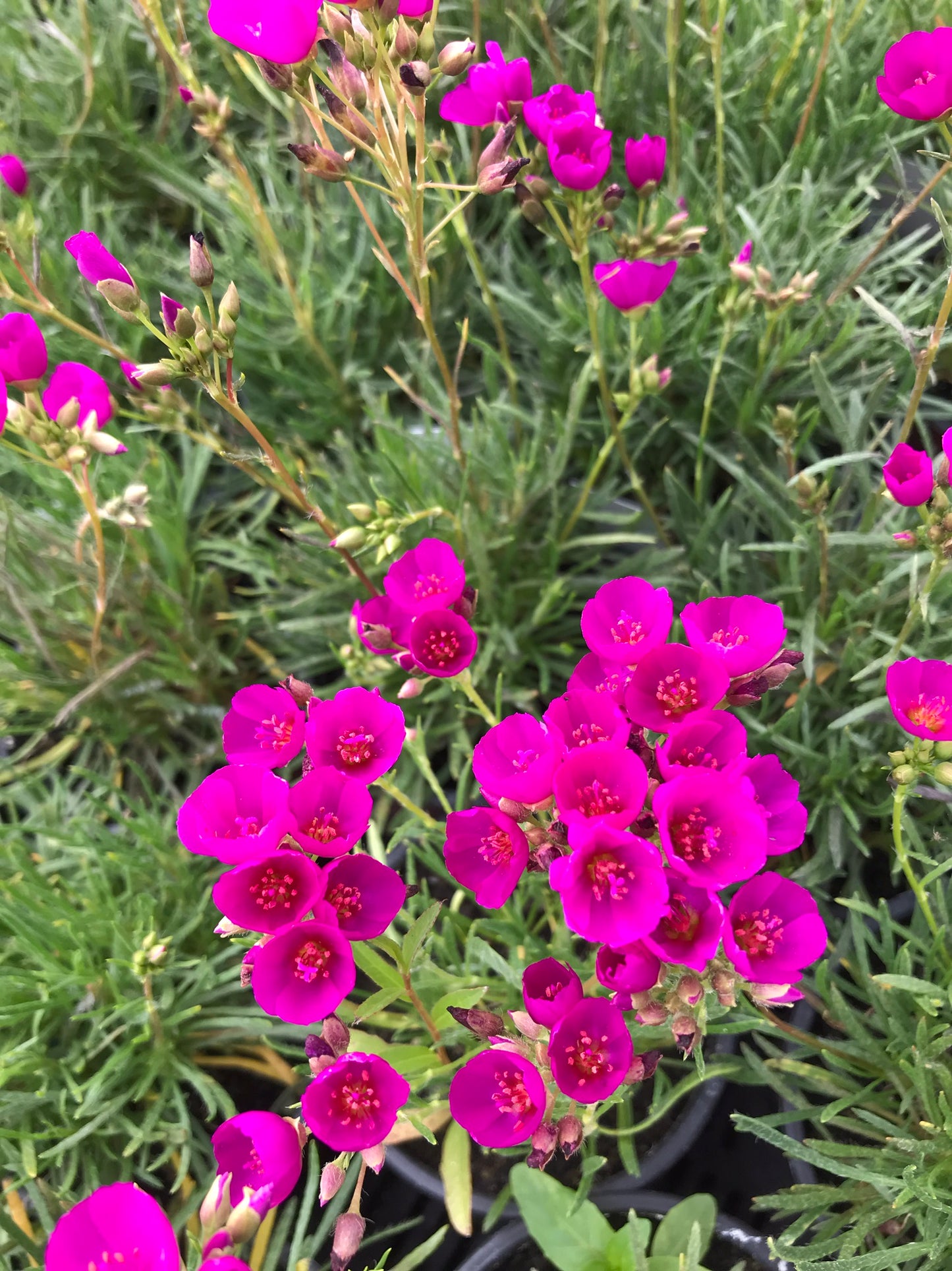 Rock Purslane Ruby Tuesday Flower (Calandrinia Umbelleta) Seeds