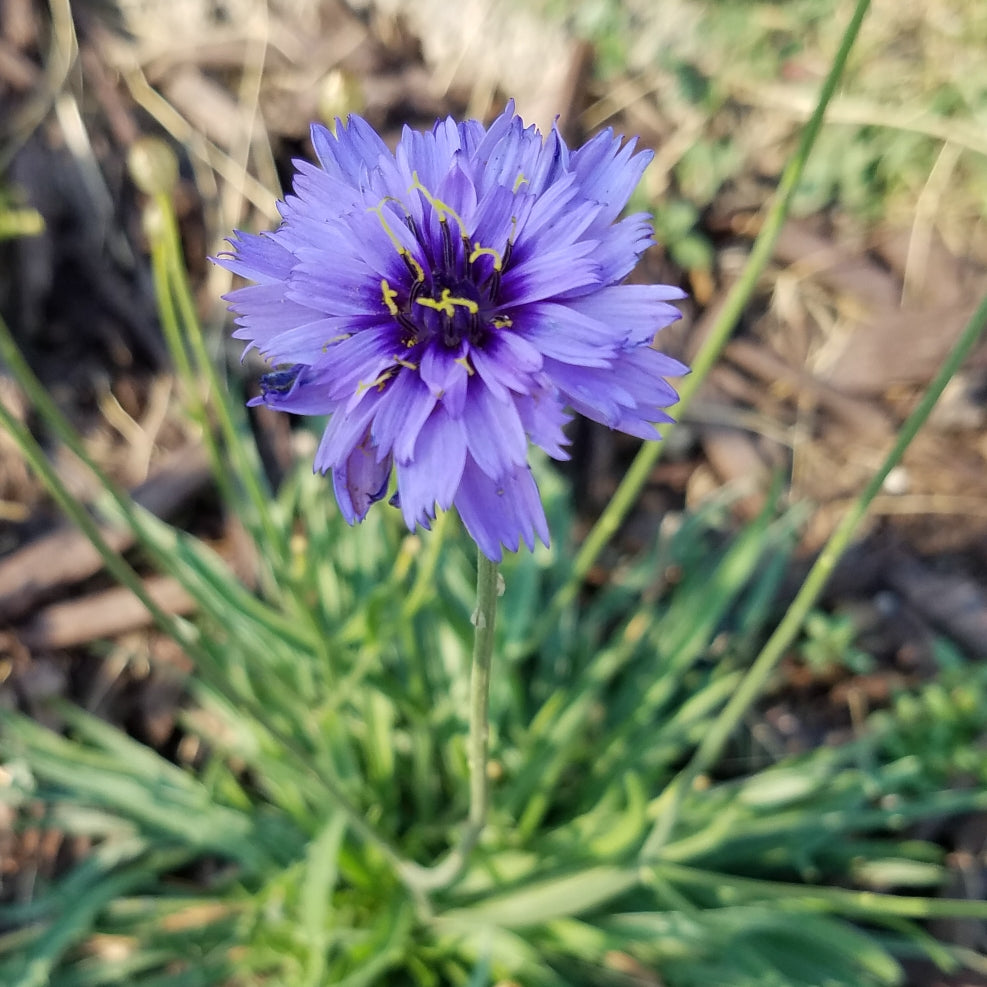 Cupids Dart Blue Flower Seeds Catananche Caerulea Passion For cupids-dart-blue-flower-seeds-catananche-caerulea-passion-for