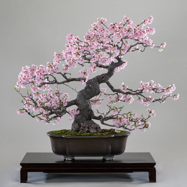 10 Seeds Japanese Sakura Plantas Oriental Cherry Blossom Bonsai Plant