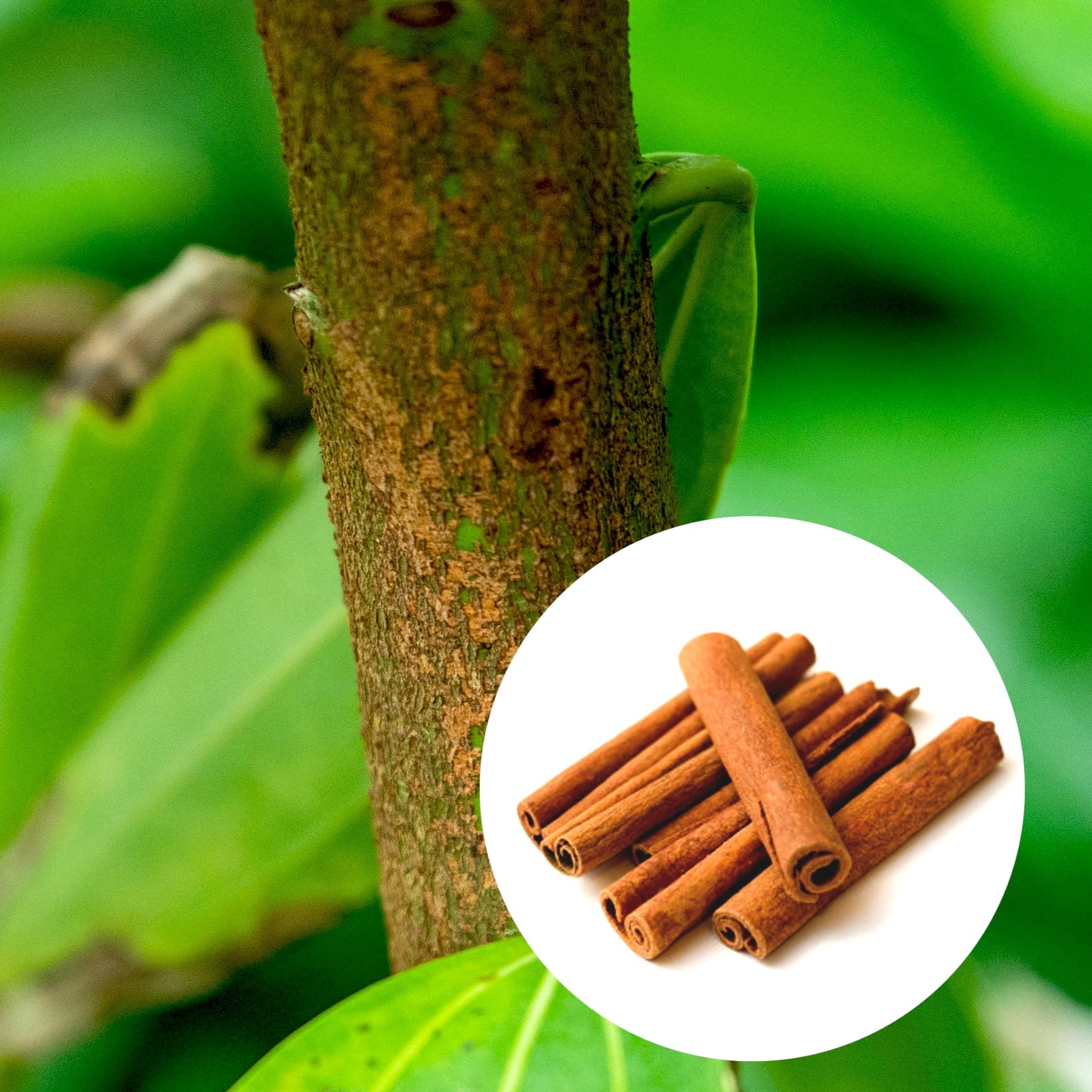 Cinnamon Tree Seeds