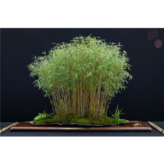 20Pcs Moso Bamboo Phyllostachys Bambusa Seeds